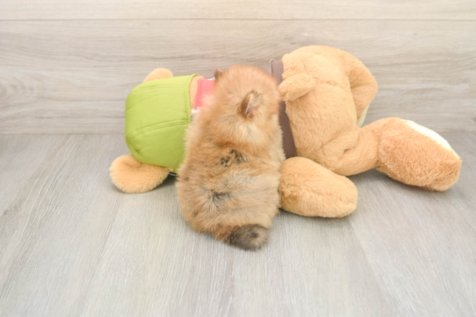 Energetic Pom Pom Purebred Puppy