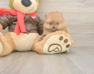 6 week old Pomeranian Puppy For Sale - Premier Pups