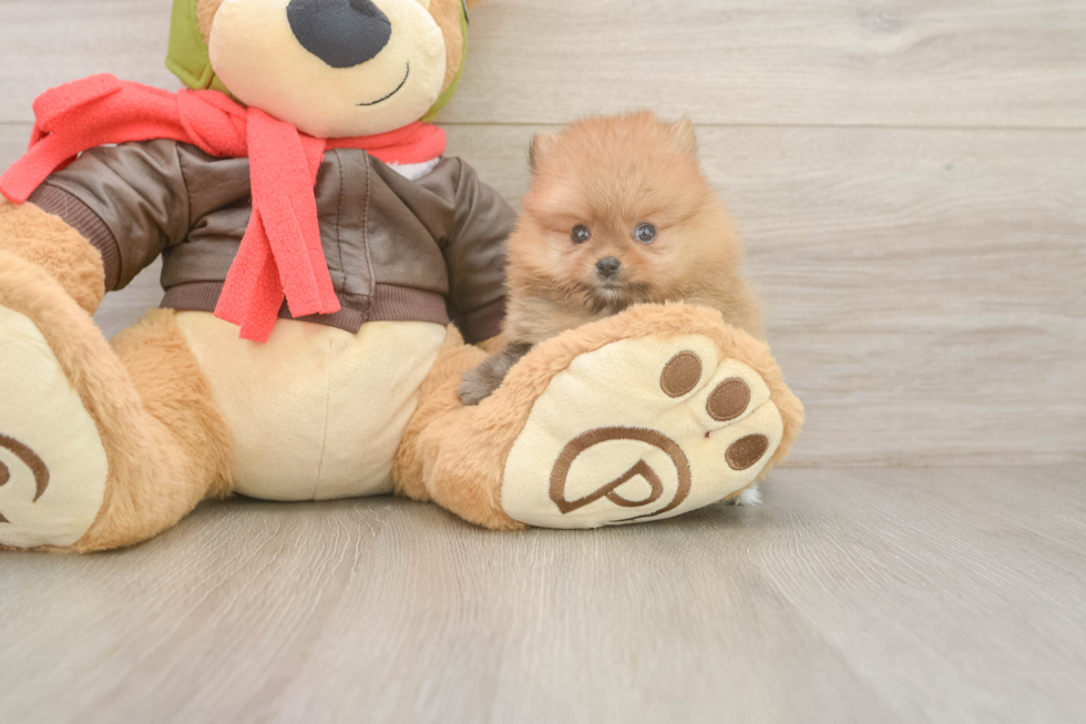 Best Pomeranian Baby