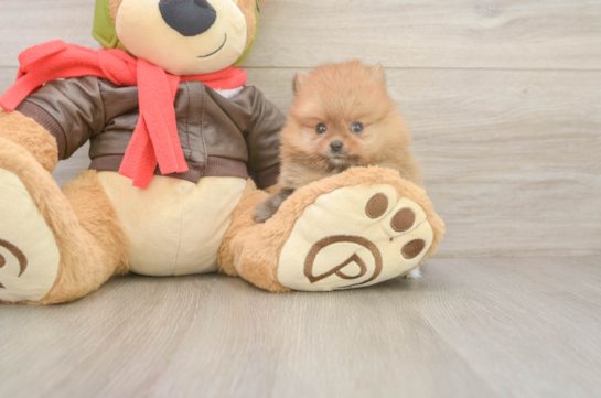 Best Pomeranian Baby