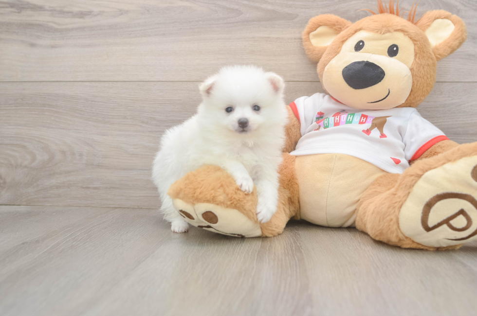 5 week old Pomeranian Puppy For Sale - Premier Pups