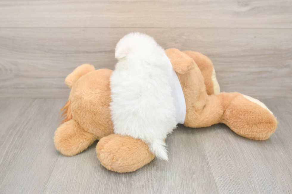 Popular Pomeranian Purebred Pup