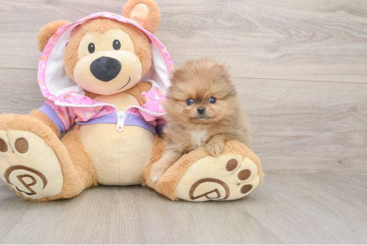Pomeranian Pup Being Cute