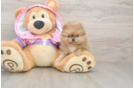 Pomeranian Pup Being Cute