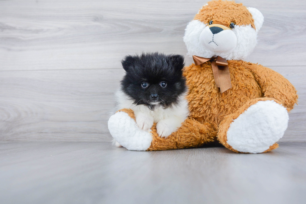 Happy Pomeranian Purebred Puppy