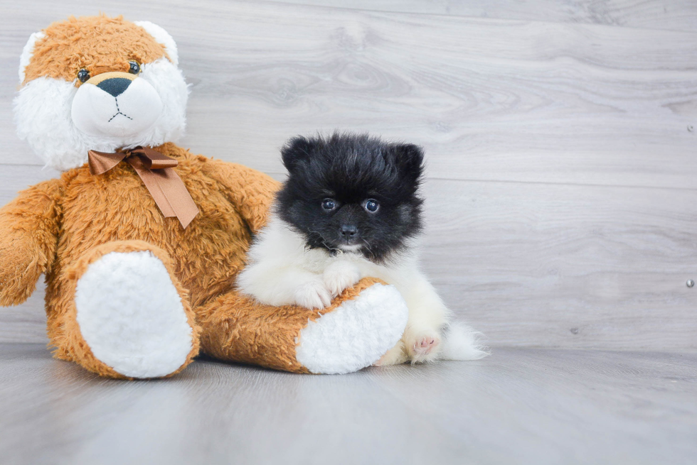 Petite Pomeranian Purebred Puppy