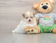 8 week old Pomeranian Puppy For Sale - Premier Pups