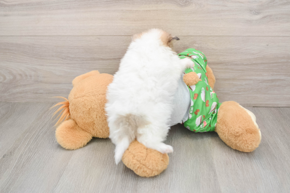 Playful Pomeranian Purebred Pup