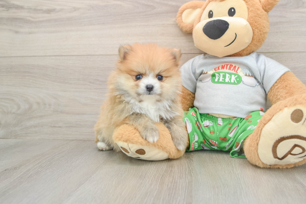 Pomeranian Puppy for Adoption