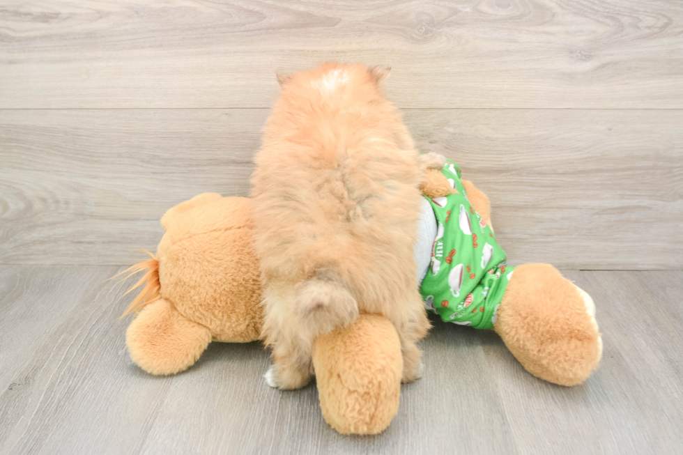 Pomeranian Puppy for Adoption