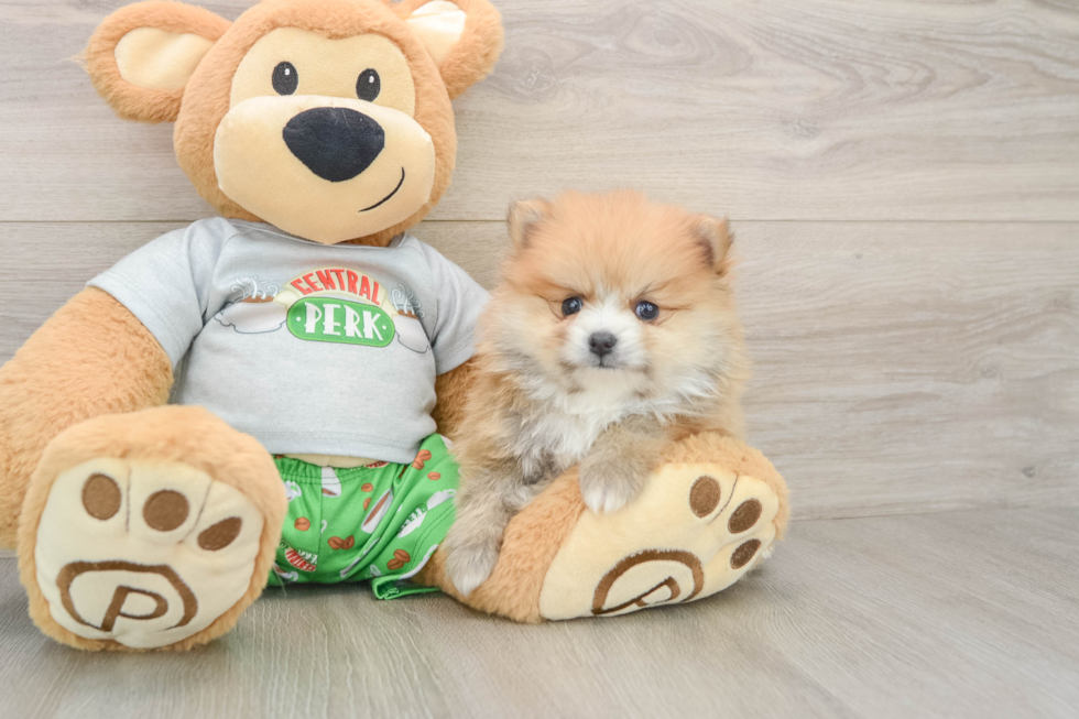 Small Pomeranian Baby