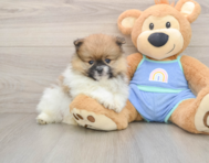 7 week old Pomeranian Puppy For Sale - Premier Pups
