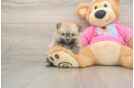 Sweet Pom Pom Purebred Puppy