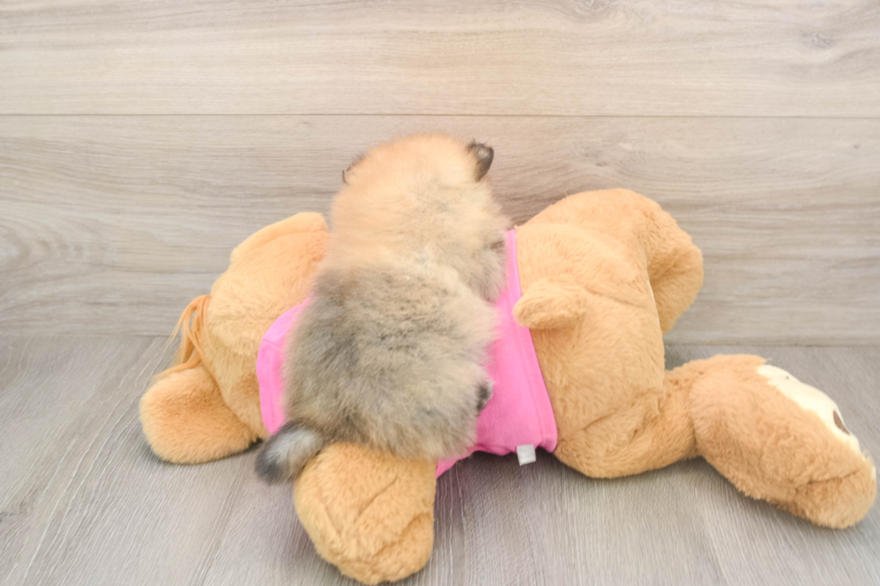 Playful Pomeranian Purebred Pup