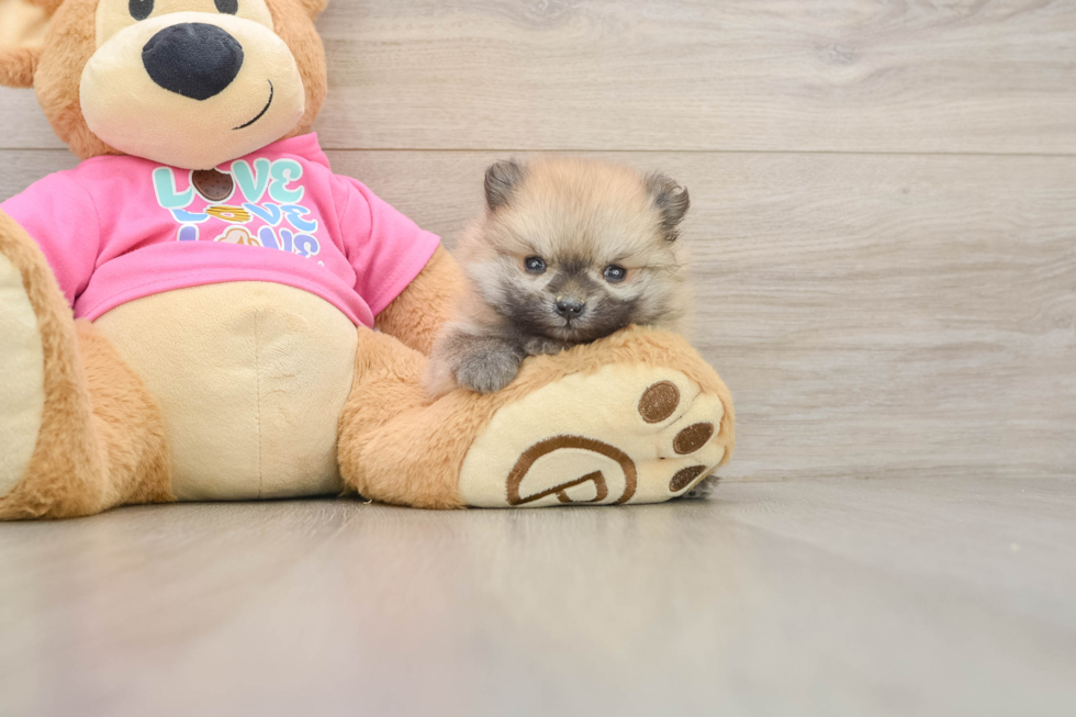 Adorable Dwarf Spitz Purebred Puppy