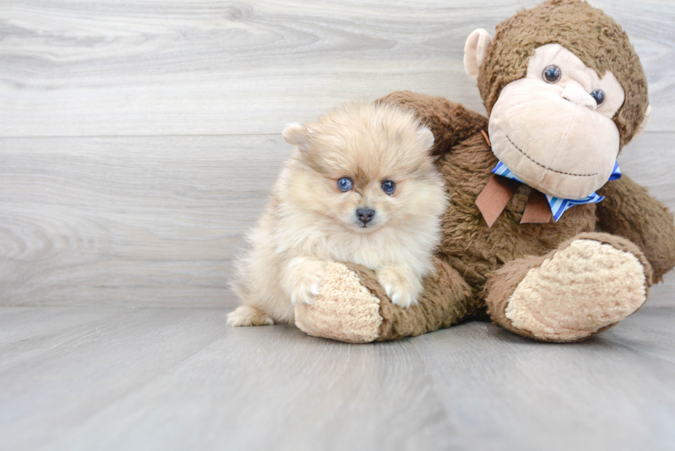 Petite Pomeranian Purebred Puppy