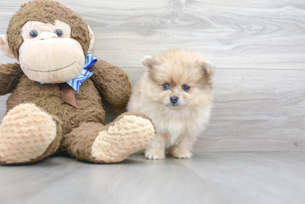 Playful Pomeranian Purebred Pup