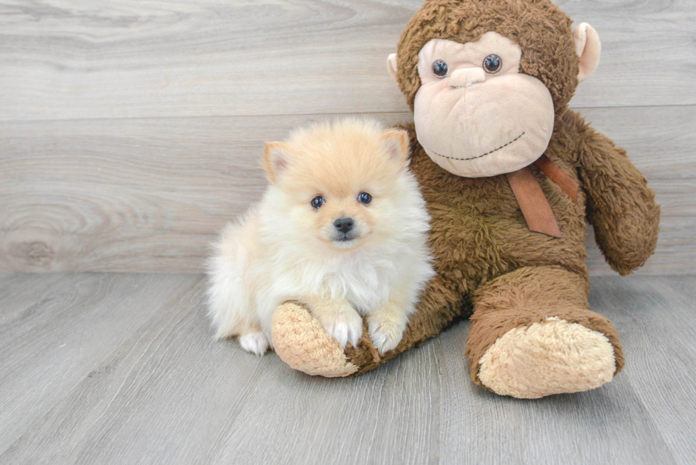 Friendly Pomeranian Baby