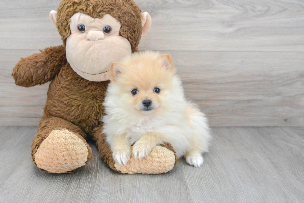 Pomeranian Pup Being Cute