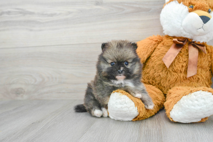 Playful Pomeranian Purebred Pup