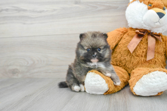 Playful Pomeranian Purebred Pup