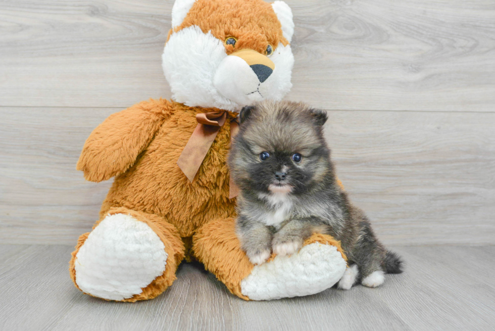 Pomeranian Puppy for Adoption