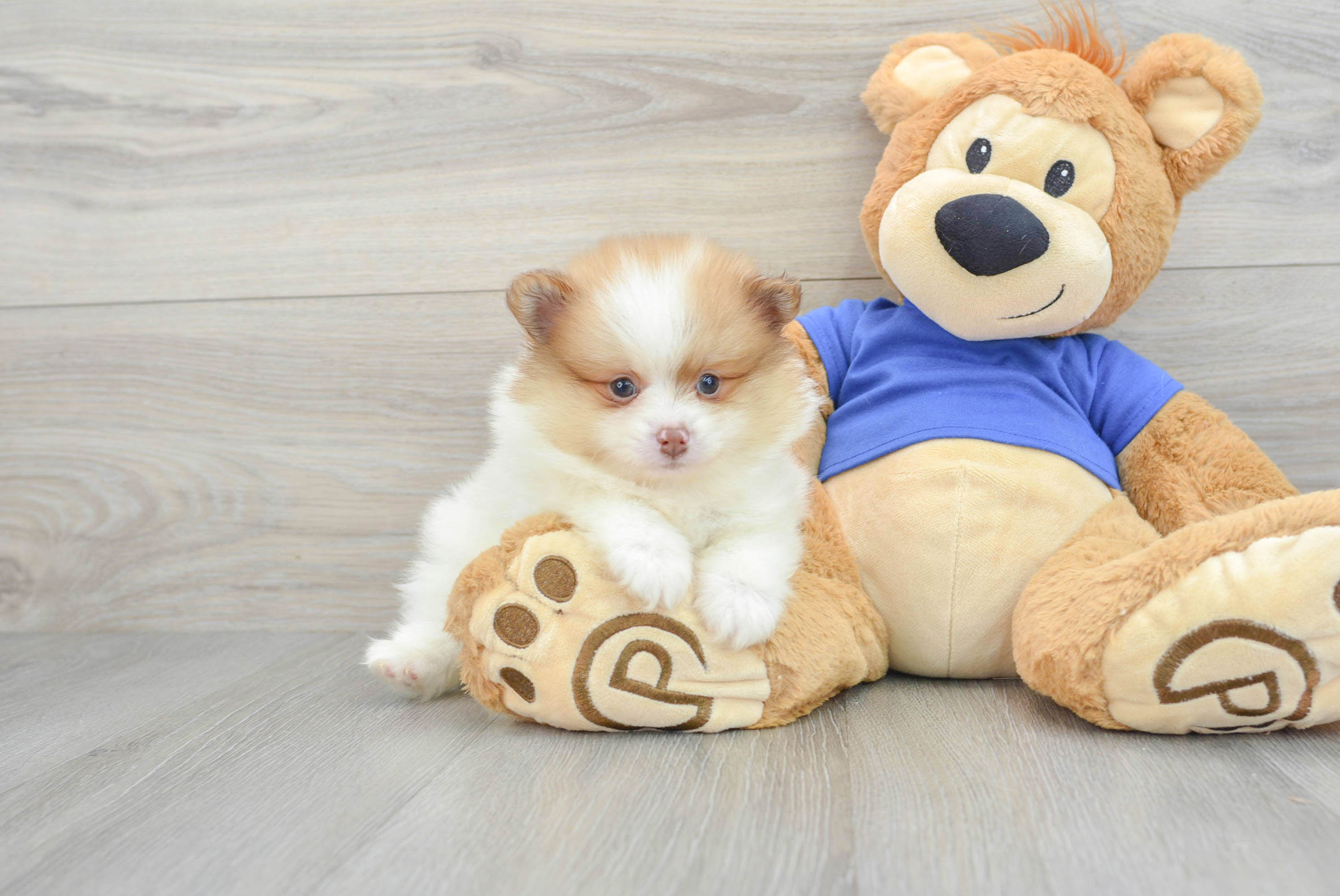 Teddy bear pomeranian for adoption online