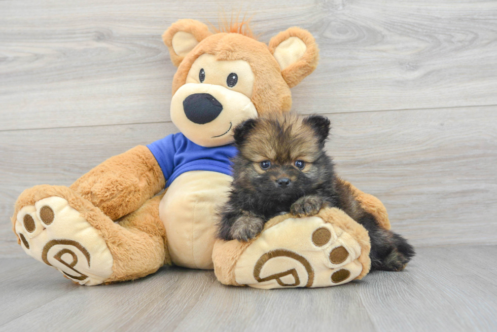 Happy Pomeranian Purebred Puppy