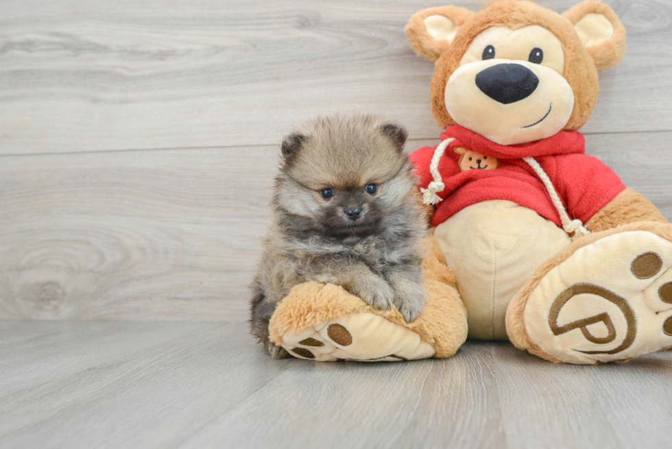 Sweet Pomeranian Purebred Puppy