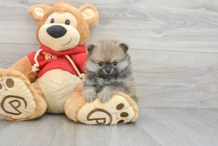 Akc Registered Pomeranian Baby