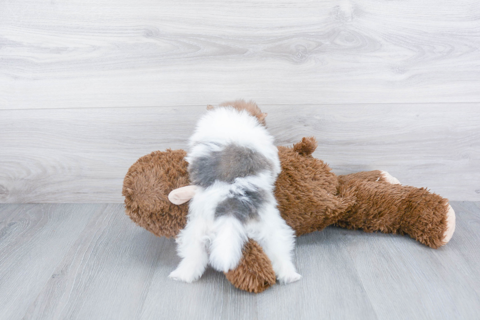 Playful Pomeranian Purebred Pup