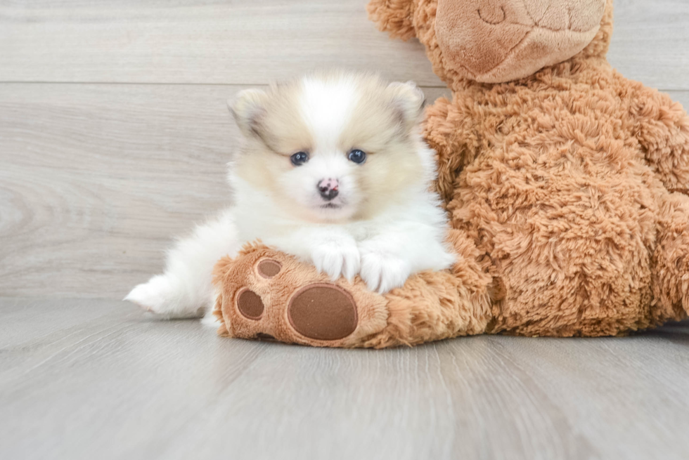 Pomeranian Puppy for Adoption