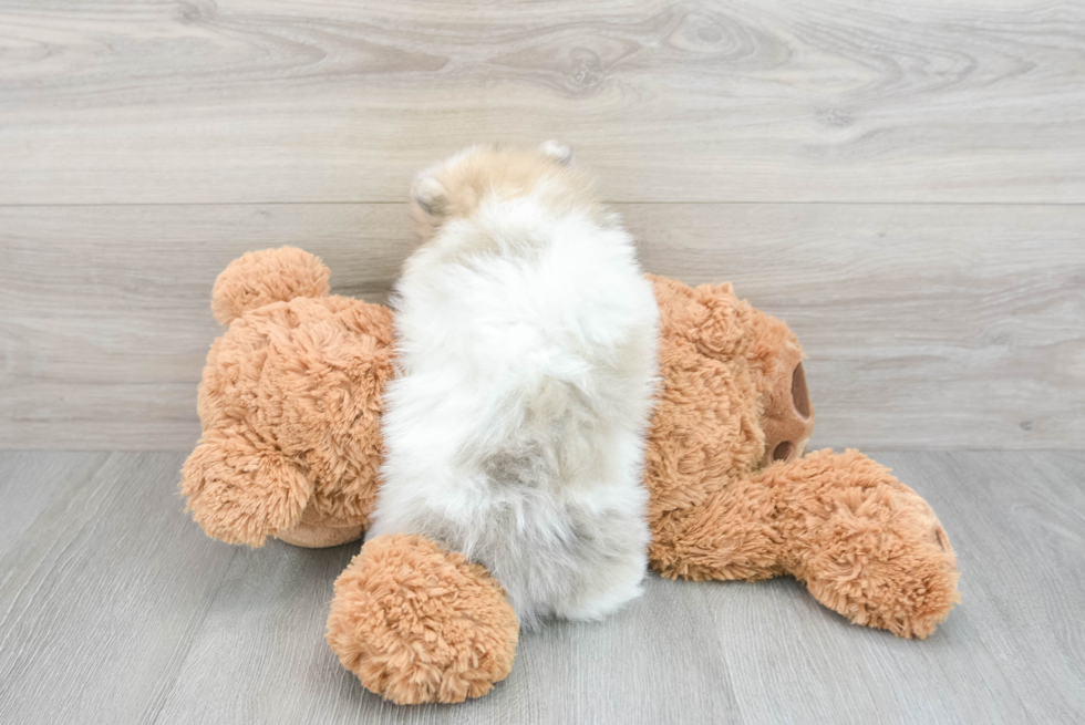 Popular Pomeranian Purebred Pup