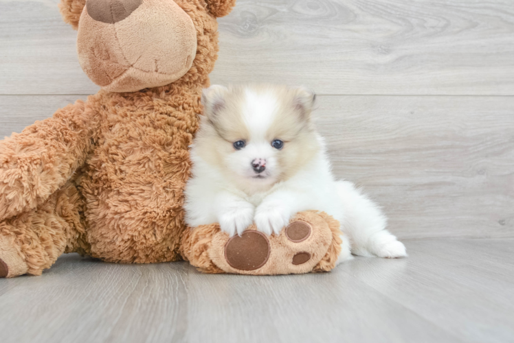 Adorable Pomeranian Purebred Puppy