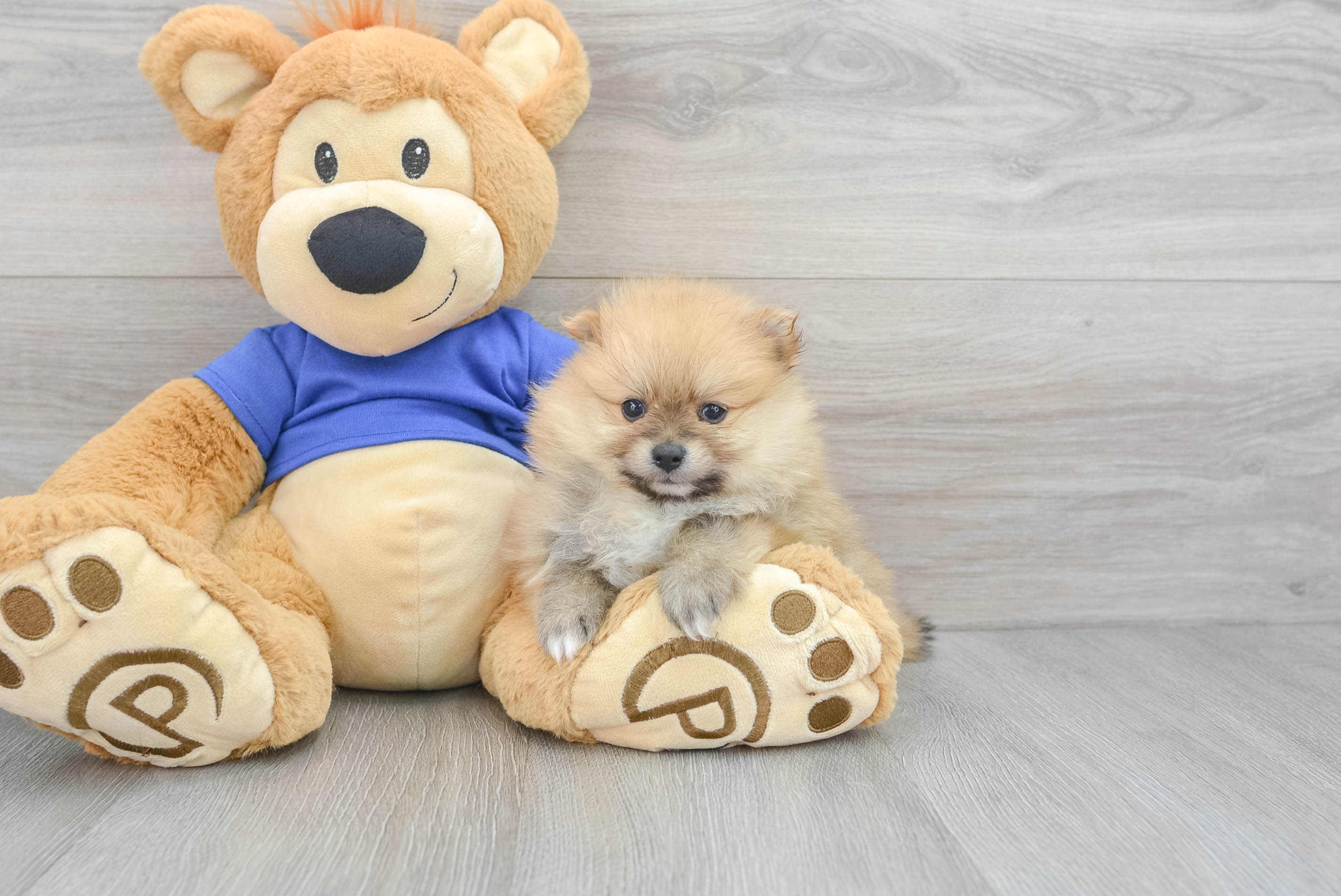 Best Pomeranian Baby