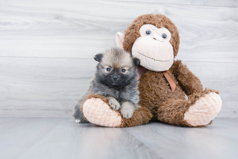 Happy Pomeranian Purebred Puppy