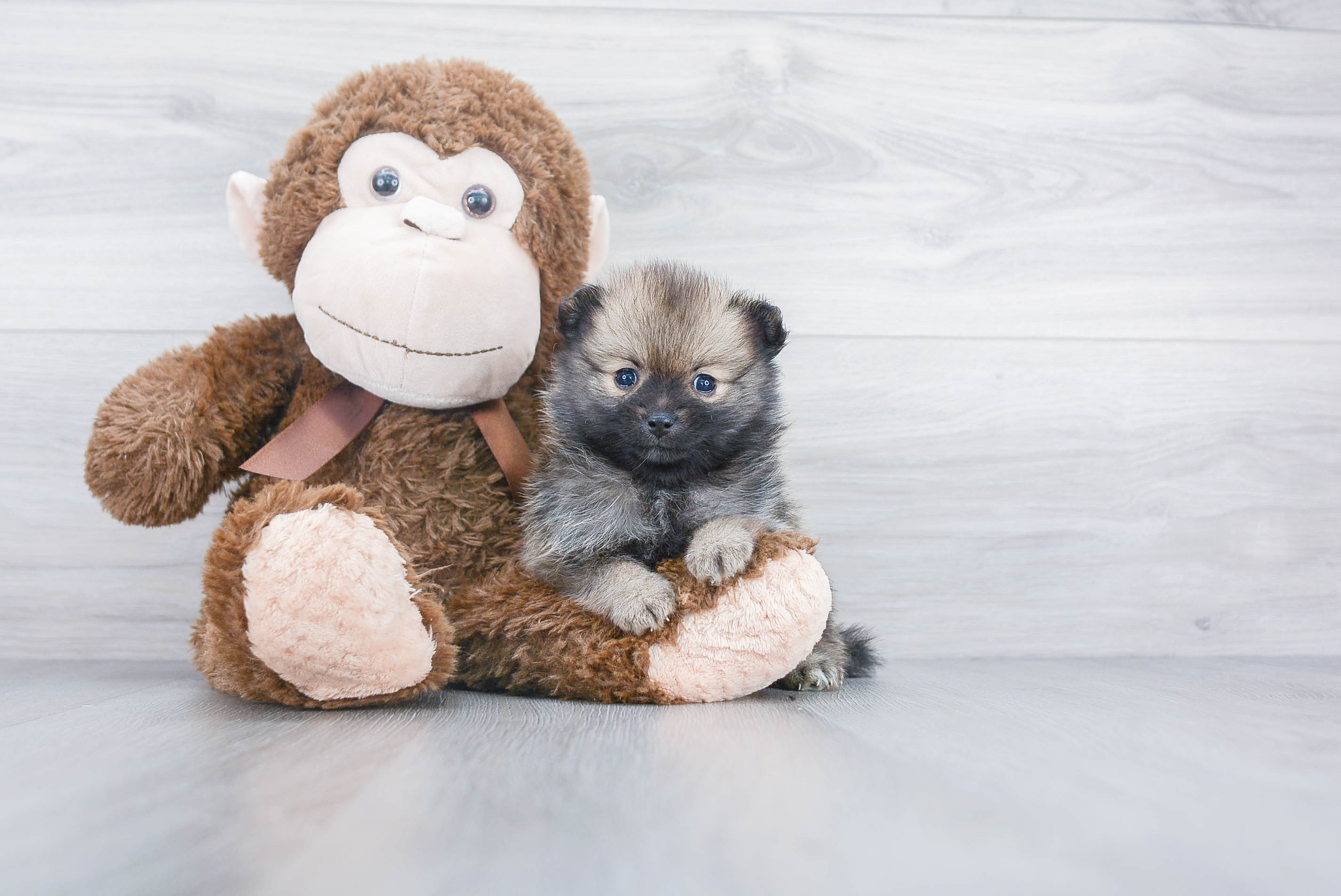Best Pomeranian Baby