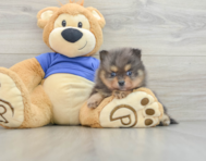 8 week old Pomeranian Puppy For Sale - Premier Pups