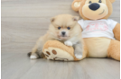 Pomeranian Pup Being Cute