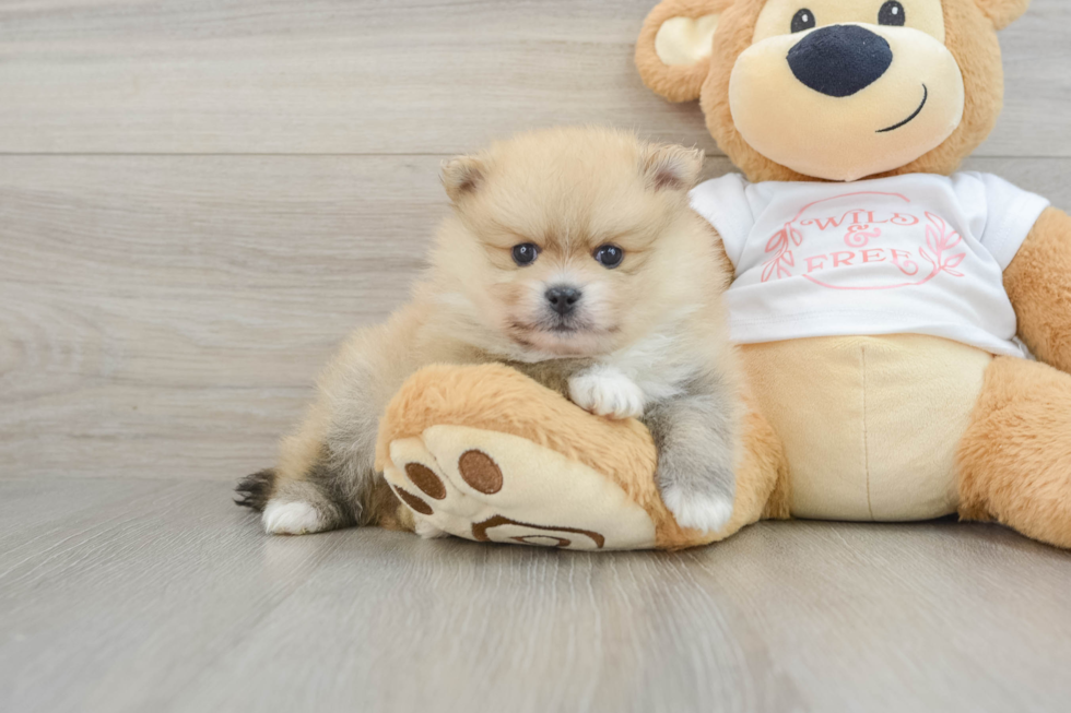 Pomeranian Pup Being Cute