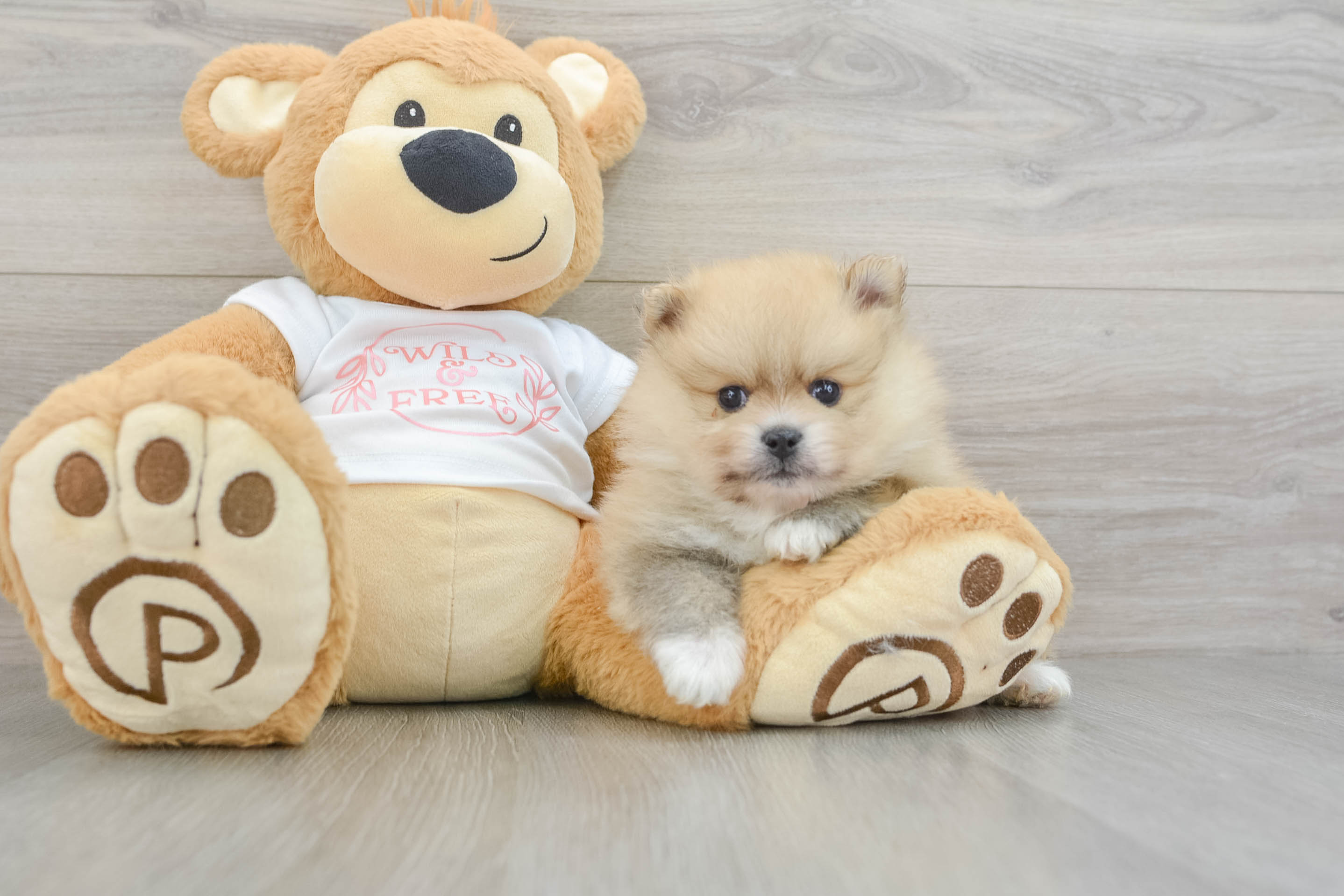 Friendly Pomeranian Purebred Pup
