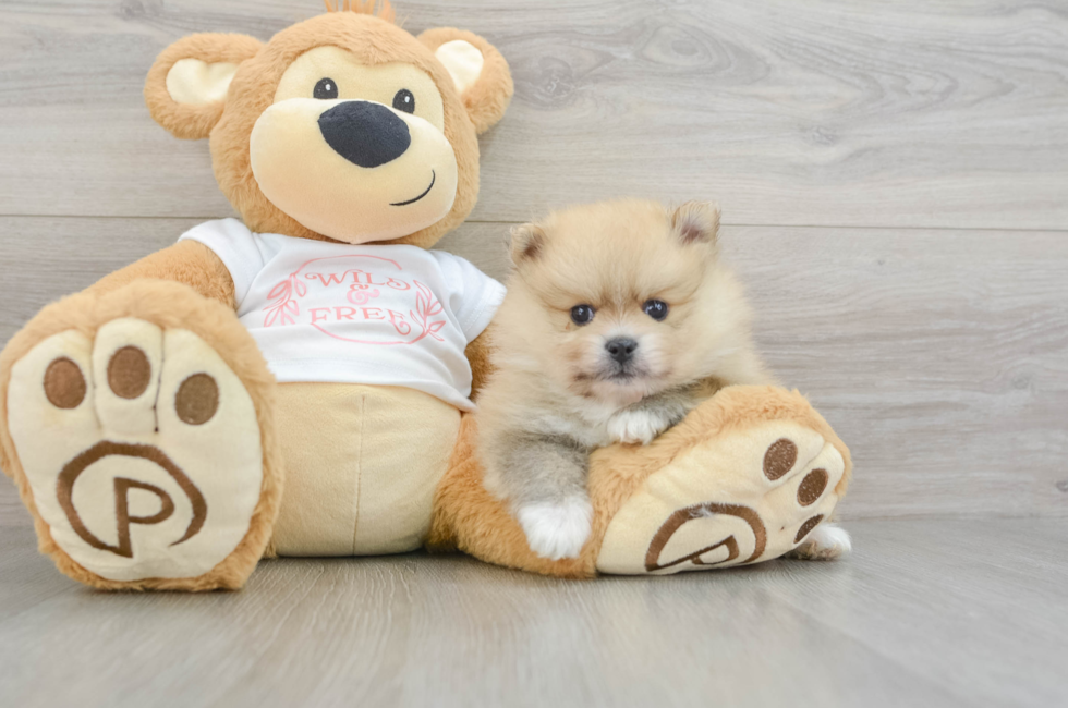 6 week old Pomeranian Puppy For Sale - Premier Pups