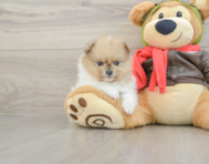 6 week old Pomeranian Puppy For Sale - Premier Pups