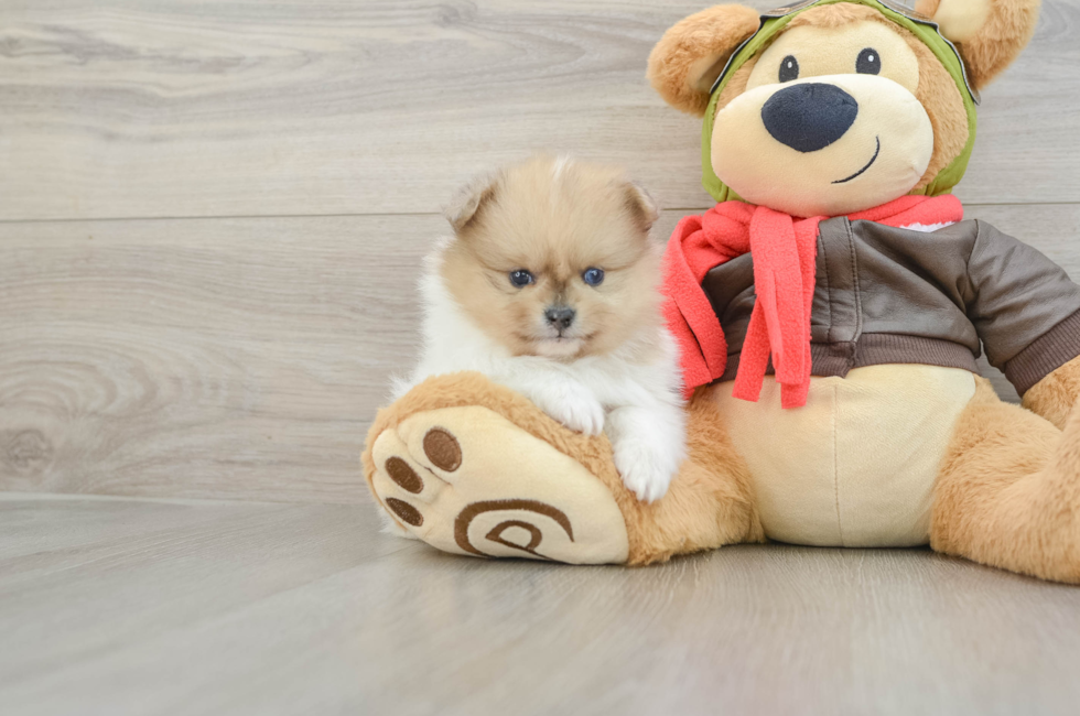5 week old Pomeranian Puppy For Sale - Premier Pups