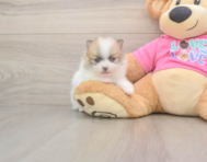 5 week old Pomeranian Puppy For Sale - Premier Pups