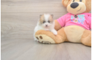 Playful Pomeranian Baby