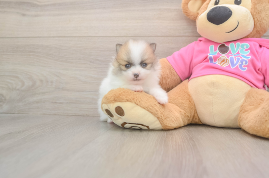 Playful Pomeranian Baby