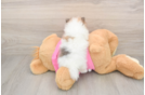 Happy Pom Purebred Puppy