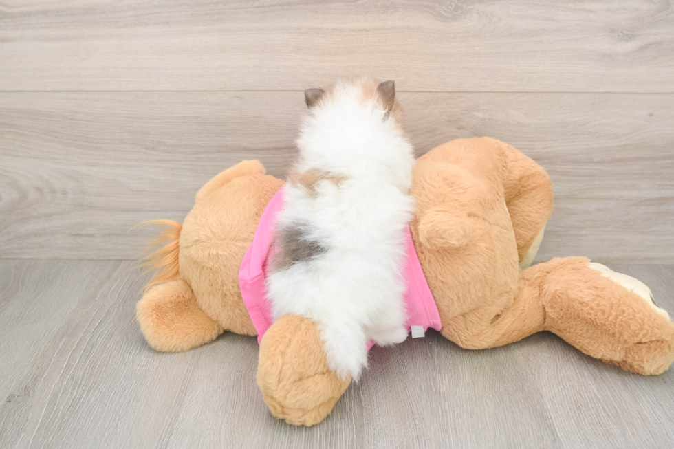 Happy Pom Purebred Puppy