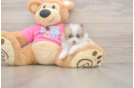 Pomeranian Puppy for Adoption